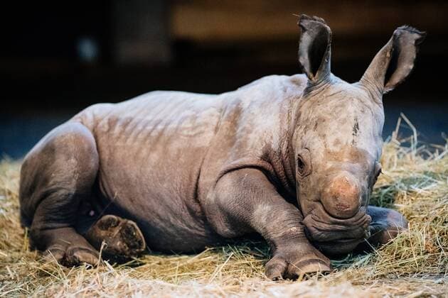 Entertainment Themen der Woche Entertainment Bilder des Tages Erfurt , 090119 , Thüringer Zoopark Erfurt , Breitmaulnashorn-Baby Im Bild: Der am 29. Dezember 2018 geborene Nashornbulle lernt seine Welt im Erfurter Zoo kennen. Gemeinsam mit Mutter Marcita erkundet er den Stall. *** Erfurt 090119 Thuringian Zoopark Erfurt White Rhino Baby In picture The rhinoceros bull born on 29 December 2018 gets to know his world in the Erfurt Zoo Together with his mother Marcita he explores the stable