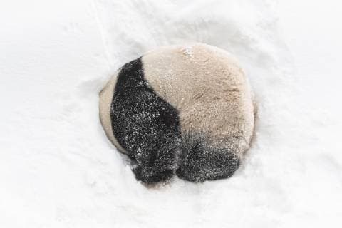(190115) -- YONGIN, Jan. 15, 2019 -- A giant panda plays at the Panda World of , a South Korean theme park located in Yongin, 40 km south of capital Seoul, on Jan. 15, 2019. The Panda World of has opened to public for 1,000 days. ) SOUTH KOREA-YONGIN--PANDA WORLD-OPEN TO PUBLIC-1000 DAYS EVERLAND 