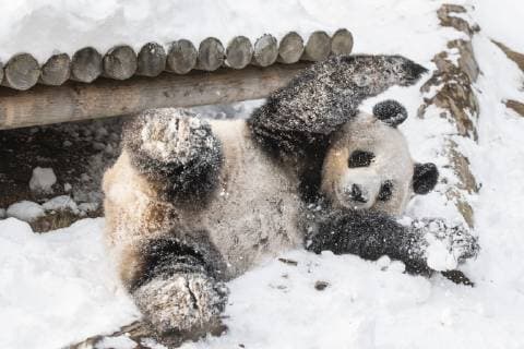 (190115) -- YONGIN, Jan. 15, 2019 -- A giant panda is seen at the Panda World of , a South Korean theme park located in Yongin, 40 km south of capital Seoul, on Jan. 15, 2019. The Panda World of has opened to public for 1,000 days. ) SOUTH KOREA-YONGIN--PANDA WORLD-OPEN TO PUBLIC-1000 DAYS EVERLAND 