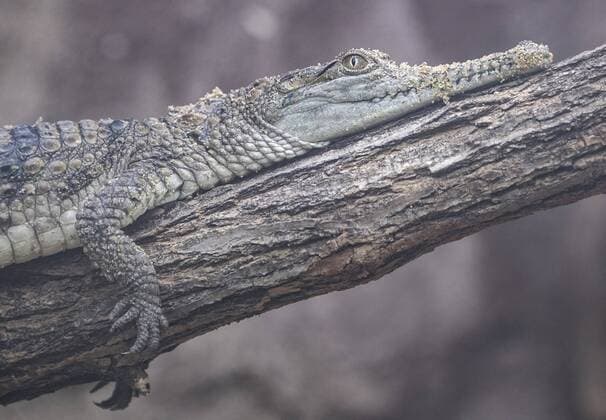 Ein Australien-Krokodil liegt am Sonntag (30.12.2018) in seiner Anlage im Dresdner Zoo auf einem Baumstamm.