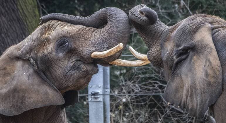 Die Elefentendamen Mogli (l.) und Sawu spielen am Sonntag (30.12.2018) in ihrer Anlage im Dresdner Zoo.