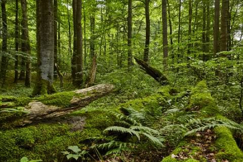 Unsere schoene Heimat Bad Langensalza und Hainich, 28.6.2017 Nationalpark Hainich wald urwald bäume *** Our beautiful home Bad Langensalza and Hainich 28 6 2017 National Park Hainich forest forest trees Handelmann