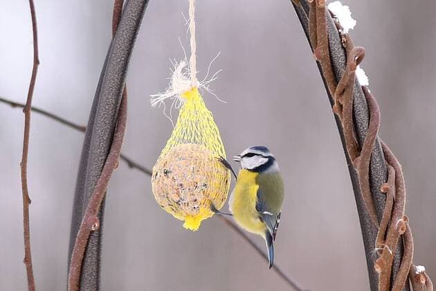 Vogelfütterung im Winter. Ob Vogelhaus oder Meisenknödel, die Fütterung von Vögeln wird im Winter und auch im Sommer empfohlen *** Bird feeding in winter Whether birdhouse or tit dumplings the feeding of birds is recommended in winter and also in summer xJKJPGx