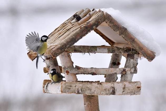 Vogelfütterung im Winter. Ob Vogelhaus oder Meisenknödel, die Fütterung von Vögeln wird im Winter und auch im Sommer empfohlen *** Bird feeding in winter Whether birdhouse or tit dumplings the feeding of birds is recommended in winter and also in summer xJKJPGx
