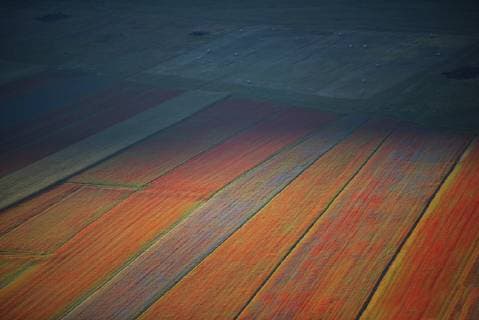 IMAGO Nature: Unsere Erde, Klimawandel, Ernährung, Pflanzen der Zukunft, Linse Italy, Umbria, Sibillini National Park, Blooming lentils on Piano Grande di Castelluccio di Norcia  LOMF00779