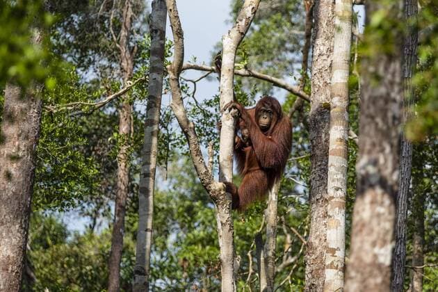Borneo-Orang-Utan (Pongo pygmaeus), Mutter mit Jungtier, Nationalpark Tanjung Puting, Zentralkalimantan, Borneo, Indonesien, Asien Copyright: imageBROKER/SonjaxJordan ibxjor04807319.jpg