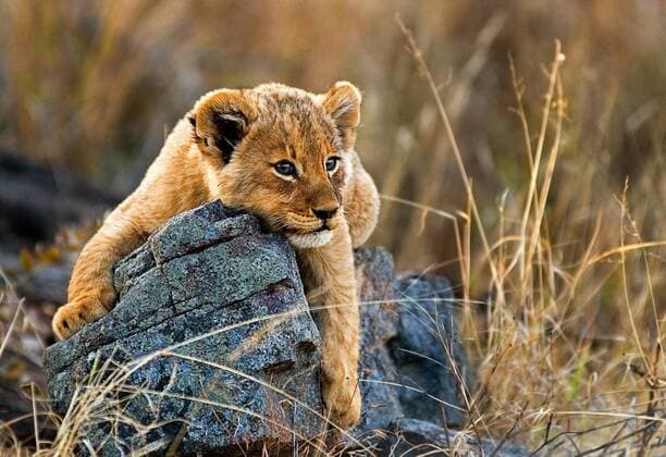 A lion cub, Panthera leo, lies on a boulder, draping its fron legs over the rock, looking away, yellow golden coat A lion cub, Panthera leo, lies on a boulder, draping its fron legs over the rock, looking away, yellow golden coat  44720