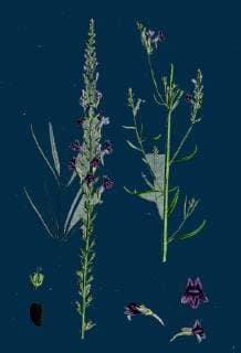 Linaria Purpurea, Purple Toadflax  Copyright: LC130716_0077