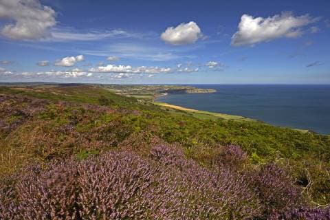 Robin Hood s Bay from the heather covered coast above Ravenscar, North Yorkshire, England, United Kingdom, Europe Copyright: GranvillexHarris 1298-23