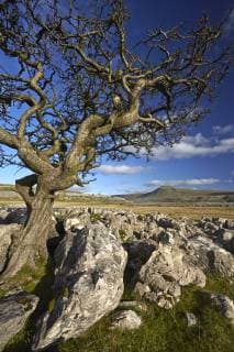 Ingleborough seen from Twistleton Scar, Yorkshire Dales National Park, North Yorkshire, England, United Kingdom, Europe Copyright: GranvillexHarris 1298-74