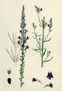 Linaria Purpurea Purple Toadflax  Copyright: LC241110_0159