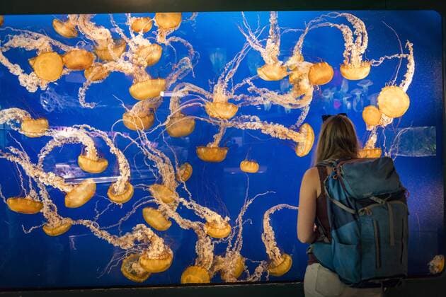 Besucherin vor einem Aquarium mit Japanischen Kompassquallen (Chrysaora pacifica), Vorkommen Pazifik, Aquarium Vancouver, British Columbia, Kanada, Nordamerika Copyright: imageBROKER/MoritzxWolf ibxmmw04826812.jpg