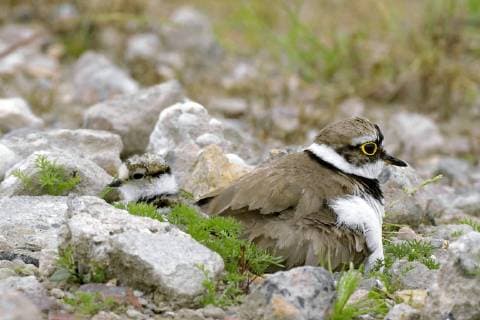 Flussregenpfeifer, Fluss-Regenpfeifer (Charadrius dubius), mit Kueken im Nest, Niederlande little ringed plover (Charadrius dubius), with chikc in the nest, Netherlands BLWS515025 Copyright: xblickwinkel AGAMI H.xGebuisx