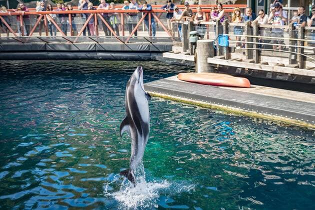 Weißstreifendelfin (Lagenorhynchus obliquidens) springt aus dem Wasser bei einer Delfinshow, Vancouver Aquarium im Stanley Park, Vancouver, British Columbia, Kanada, Nordamerika Copyright: imageBROKER/MoritzxWolf iblmmw04826847.jpg