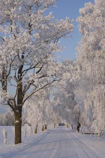 Frozen Path Through Trees Frozen Path Through Trees,Estonia  52733