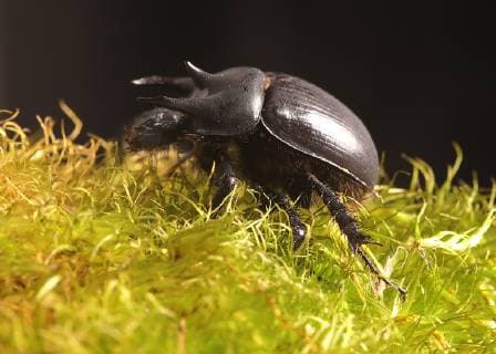 10.02.2019 Der Stierkäfer ist ein Käfer aus der Familie der Mistkäfer mit drei Hörnern ÄÄTyphaeus typhoeus ( Minotaure (Le), Minotaure typhée , dung beetle ) Insekt Insekten Natuerschutz geschützte Art Biodiversität copyright *** 10 02 2019 The bull beetle is a beetle of the dung beetle family with three horns ÄÄTyphaeus typhoeus Minotaure Le Minotaure typhée dung beetle insect insects nature conservation protected species biodiversity copyright