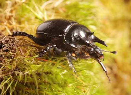 10.02.2019 Der Stierkäfer ist ein Käfer aus der Familie der Mistkäfer mit drei Hörnern ÄÄTyphaeus typhoeus ( Minotaure (Le), Minotaure typhée , dung beetle ) Insekt Insekten Natuerschutz geschützte Art Biodiversität copyright *** 10 02 2019 The bull beetle is a beetle of the dung beetle family with three horns ÄÄTyphaeus typhoeus Minotaure Le Minotaure typhée dung beetle insect insects nature conservation protected species biodiversity copyright