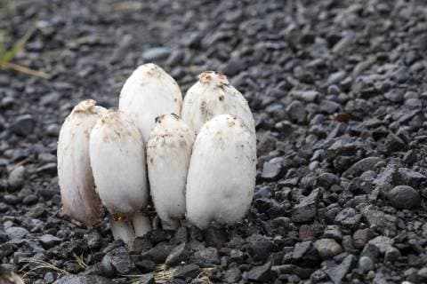 Schopftintling, Schopf-Tintling, Tintenpilz, Tinten-Pilz, Spargelpilz, Spargel-Pilz, Porzellan-Tintling, Porzellantintling (Coprinus comatus, Coprinus ovatus), durchbricht Schotterstrasse, Island Shaggy ink cap, Lawyer s wig, Shaggy mane (Coprinus comatus, Coprinus ovatus), braking through asphalt, Iceland BLWS516526 Copyright: xblickwinkel F.xHeckerx