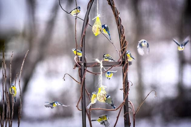 Vogelfütterung im Winter. Ob Vogelhaus oder Meisenknödel, die Fütterung von Vögeln wird im Winter und auch im Sommer empfohlen *** Bird feeding in winter Whether birdhouse or tit dumplings the feeding of birds is recommended in winter and also in summer xJKx