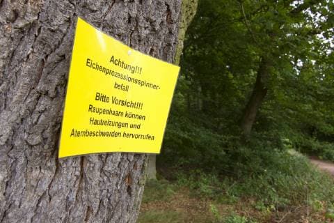 Eichenprozessionsspinner, Eichen-Prozessionsspinner (Thaumetopoea processionea), Warnschild Eichenprozessionsspinners , Deutschland, Hessen oak processionary moth (Thaumetopoea processionea), warning sign oak processionary moth, Germany, Hesse BLWS517068 Copyright: xblickwinkel McPHOTO A.xPulweyx