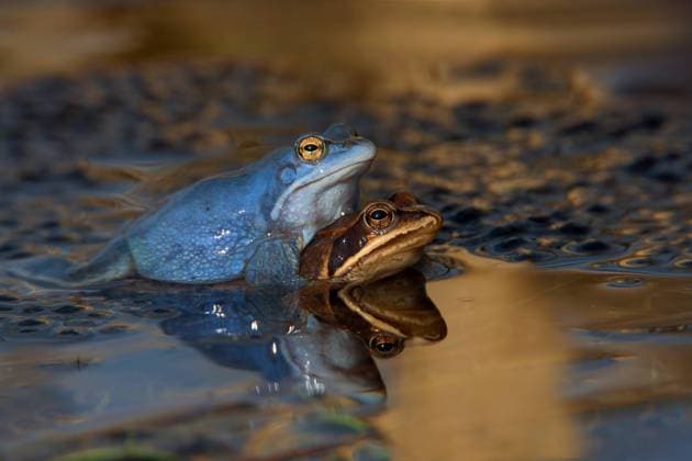 Moorfrosch, Moor-Frosch (Rana arvalis), Paarung, Deutschland moor frog (Rana arvalis), maiting, Germany BLWS517457 Copyright: xblickwinkel M.xKuehnx