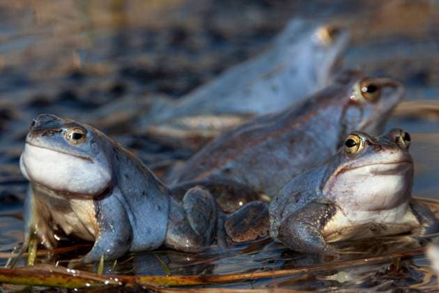 Moorfrosch, Moor-Frosch (Rana arvalis), vier Maennchen, Deutschland, Bayern moor frog (Rana arvalis), four males, Germany, Bavaria BLWS517458 Copyright: xblickwinkel M.xKuehnx