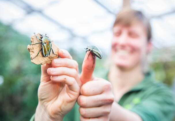 Inventur im Zoo Dresden im Terrarium. Rosenkäfer.