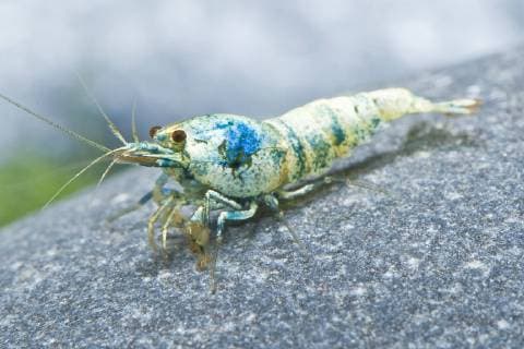 Bienen-Garnele, Bienengarnele (Caridina logemanni Blue Bolt , Caridina logemanni Blue Bolt), Zuchtform Blue Bolt auf einem Stein, Seitenansicht Blue Bolt shrimp, Taiwan Bee Panda, Black Panda Garnele, Black Panda Shrimp (Caridina logemanni Blue Bolt , Caridina logemanni Blue Bolt), breeding form Blue Bolt on a stone, side view BLWS518796 Copyright: xblickwinkel F.xTeiglerx