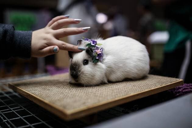 Entertainment Themen der Woche KW08 Entertainment Bilder des Tages February 23, 2019 - Jakarta, Indonesia - A woman caresses a rabbit during a pet show at Jakarta, Indonesia on February 23, 2019. Jakarta Indonesia  - ZUMAn230 20190223_zaa_n230_067 Copyright: xAndrewxGalx