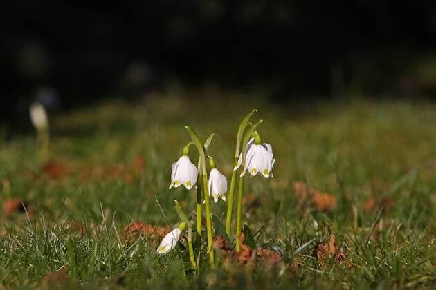 Ein Fruehlingshafter Tag bei angenehmen Temperaturen und Traumwetter, Maerzenbecher bluehen in Siegen-Oberschelden Winter im Siegerland am 24.02.2019 in Siegen Deutschland. *** A spring-like day with pleasant temperatures and dream weather Maerzenbecher blossom in Siegen Oberschelden Winter in Siegerland on 24 02 2019 in Siegen Germany