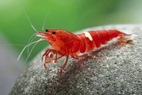Bienen-Garnele, Bienengarnele (Caridina logemanni Red Ruby , Caridina logemanni Red Ruby), Zuchtform Red Ruby Red Ruby shrimp, Taiwan Bee Panda, Black Panda Garnele, Black Panda Shrimp (Caridina logemanni Red Ruby , Caridina logemanni Red Ruby), breeding form Red Ruby BLWS518791 Copyright: xblickwinkel F.xTeiglerx