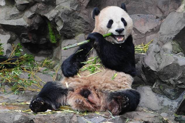 Entertainment Themen der Woche KW09 Entertainment Bilder des Tages February 25, 2019 - Hangzhou, Hangzhou, China - Hangzhou, CHINA-Two giant pandas enjoy bamboo at Hangzhou Zoo in Hangzhou ,east ChinaÃ¢â‚¬â ¢s Zhejiang Province. Hangzhou China  - ZUMAs145 20190225_zaa_s145_519 Copyright: xLianxGuoqingx
