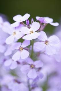 Gemeine Nachtviole (Hesperis matronalis), bluehend, Deutschland dame s-rocket, dame s-violet, garden rocket, Dame s rocket (Hesperis matronalis), blooming, Germany BLWS519450 Copyright: xblickwinkel F.xTeiglerx