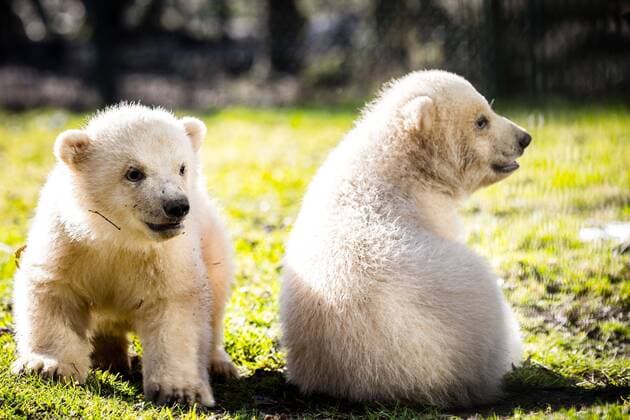 News Themen der Woche KW09 Entertainment Themen der Woche KW09 News Bilder des Tages Mierlo - Netherlands - Two newborn polar bears come out for the first time in zoo Animal Kingdom in Mierlo. Mother Frimas threw the boy at the beginning of December 2019 in her hibernation. Credit: Rob Engelaar Hollandse Hoogte  Copyright: xHollandsexHoogtex xRobxEngelaarx x87402112x