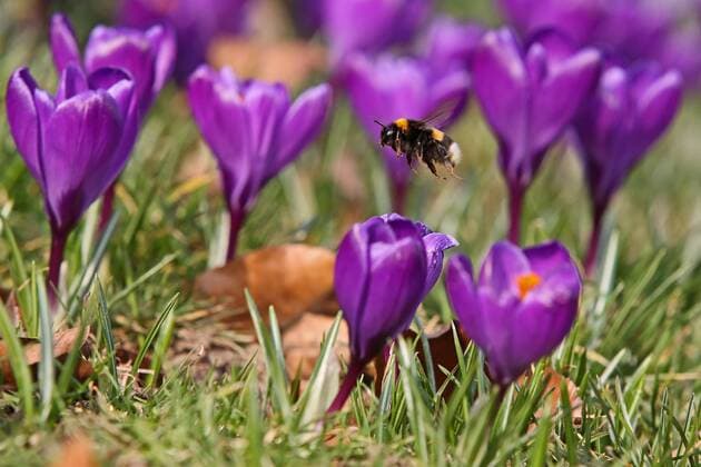 News Themen der Woche KW09 News Bilder des Tages Vor dem Wetterumschwung zeigte sich der Tag noch einmal Fruehlingshaft, Krokusse bluehen im Schlosspark am Oberen Schloss auf einer Wiese, eine Hummel fliegt um die Krokusse Winter im Siegerland am 28.02.2019 in Siegen Deutschland. *** Before the weather change, the day showed itself once again springlike crocuses blooming in the castle park at the Upper Castle on a meadow a bumblebee flies around the crocuses winter in Siegerland on 28 02 2019 in Siegen Germany