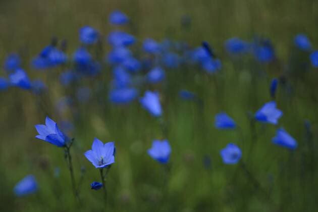 Harebell, County Donegal, Ulster, Republic of Ireland, Europe Copyright: CarstenxKrieger 1240-280