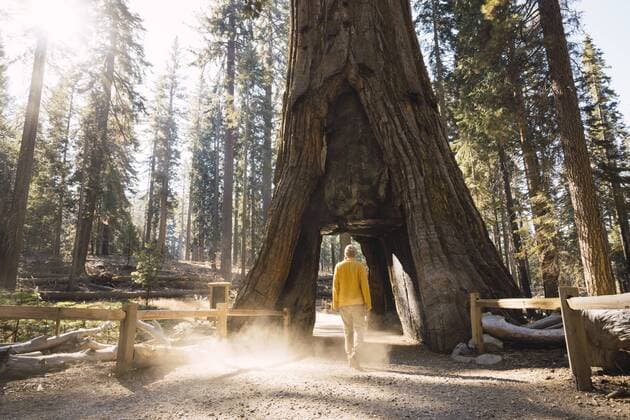 USA, California, Yosemite National Park, Mariposa, man walking through hollow sequoia tree model released Symbolfoto  KKAF03053