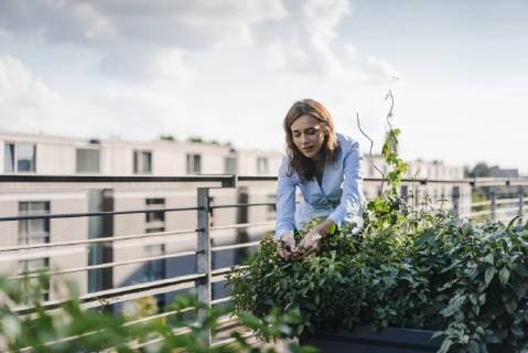 IMAGO Creative: Stadt-Dichotomien Businesswoman cultivating vegetables in his urban rooftop garden model released Symbolfoto property released  KNSF02797