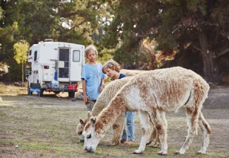 Chile, Vina del Mar, two boys stroking llamas in front of a camper in the forest model released Symbolfoto property released  SSCF00093