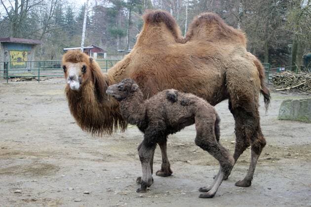 News Themen der Woche KW09 Entertainment Bilder des Tages Weißwasser - Nachwuchs im Kamelgehege: Tina und Hannes bekommen viertes Kind Tierpark Weißwasser, Teichstraße 02.03.2019 gegen 10:00 Uhr Tolle Neuigkeiten kamen bereits am Mittwoch aus dem Tierpark in Weißwasser: Die beiden Kamele Tina und Hannes sind bereits zum vierten mal Eltern geworden. Gegen Mittag erblickte das Jungtier die Welt. Am Wochende spazierte das kleine und noch namenlose Kamel bereits munter durch das Gehege. Die Pfleger sind mit der Entwicklung zufrieden und freuen sich, dass seit 2011 nunmehr das vierte Kamelbaby im Tierpark Weißwasser das Licht der Welt erblicken darf. Weißwasser Sachsen Deutschland *** Weißwasser offspring in camel enclosure Tina and Hannes get fourth child Tierpark Weißwasser Teichstraße 02 03 2019 around 10 a.m. Great news came already on Wednesday from the zoo in Weißwasser The two camels Ti Copyright: xLausitzNews.de MartinxBennerx