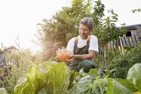 Mature man standing in his garden wearing apron model released Symbolfoto property released  PDF01394