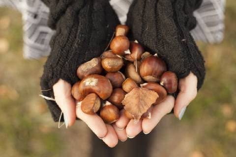 IMAGO Creative: Herbst, Kastanien sammeln Woman s hands holding chestnuts, close-up model released Symbolfoto  FCF01296