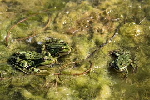 Pool frogs, Rana esculenta  NDF00807