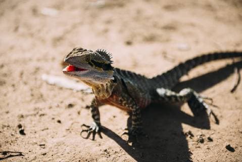 Australia, Queensland, Brisbane, portrait of Iguana with open mouth  GEMF02583