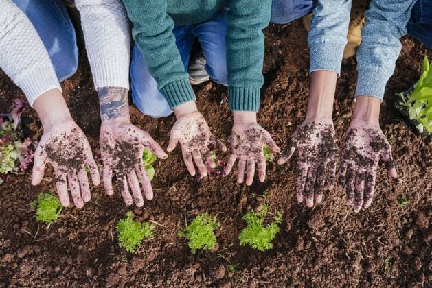 Family planting lettuce seedlings in vegetable garden, showing hands, full of soil model released Symbolfoto property released  GEMF02759