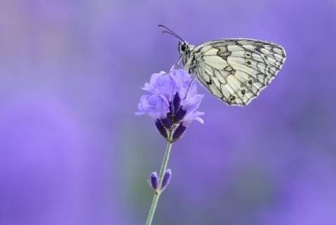 Marbled White sitting on Lavender, Bavaria, Germany.  RUEF02022