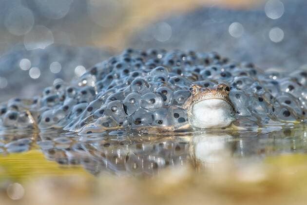 Grasfrosch, Gras-Frosch (Rana temporaria), Frosch mit Froschlaich, Italien common frog, grass frog (Rana temporaria), frog with frogspawn, Italy BLWS520836 Copyright: xblickwinkel AGAMI A.xGhignonex