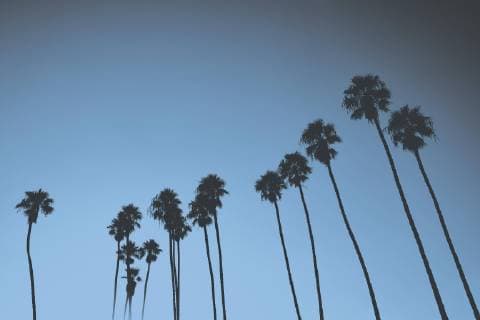 Silhouetted palm trees against blue sky, Santa Barbara, California, USA  Copyright: NormanxPosselt fStopImages1807013