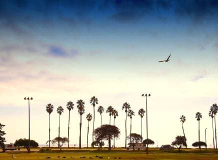 Palm Trees Lining the Beach Palm Trees Lining the Beach,Santa Barbara, California, USA  46145
