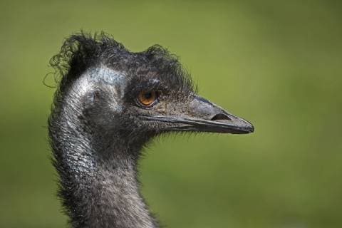 Der große Emu ist in Australien beheimatet und der größte dort lebende Laufvogel - The big Emu is native to Australia and the largest running bird there *** The big emu is native to Australia and the largest running bird there.  1036106734